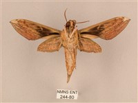 背線天蛾藏品圖，第2張