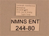 背線天蛾藏品圖，第3張