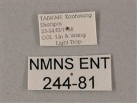 臺灣白肩天蛾藏品圖，第3張