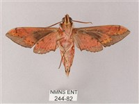 雙斑白肩天蛾藏品圖，第2張