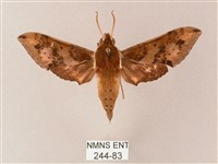 雙斑白肩天蛾藏品圖，第1張