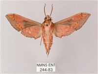 雙斑白肩天蛾藏品圖，第2張