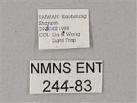 雙斑白肩天蛾藏品圖，第3張