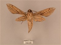 背線天蛾藏品圖，第2張