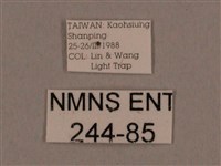 背線天蛾藏品圖，第3張