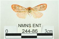 三色豔苔蛾藏品圖，第1張