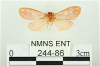 三色豔苔蛾藏品圖，第2張