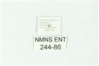 三色豔苔蛾藏品圖，第3張