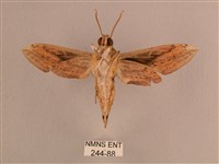 背線天蛾藏品圖，第2張