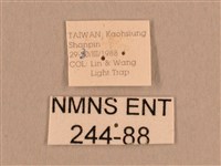 背線天蛾藏品圖，第3張