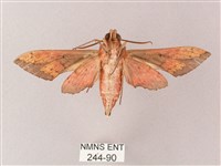 雙斑白肩天蛾藏品圖，第2張