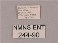 雙斑白肩天蛾藏品圖，第3張