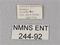 雙斑白肩天蛾藏品圖，第3張