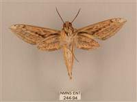 背線天蛾藏品圖，第2張