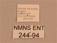 背線天蛾藏品圖，第3張