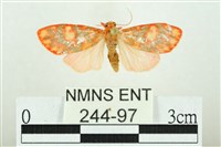 三色豔苔蛾藏品圖，第1張