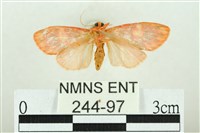 三色豔苔蛾藏品圖，第2張