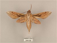 背線天蛾藏品圖，第2張