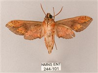 雙斑白肩天蛾藏品圖，第2張