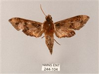 雙斑白肩天蛾藏品圖，第1張