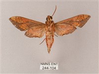 雙斑白肩天蛾藏品圖，第2張