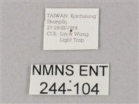 雙斑白肩天蛾藏品圖，第3張