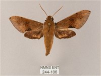 臺灣白肩天蛾藏品圖，第1張