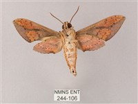 臺灣白肩天蛾藏品圖，第2張