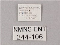 臺灣白肩天蛾藏品圖，第3張