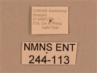 背線天蛾藏品圖，第3張
