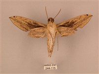 棕綠背線天蛾藏品圖，第2張