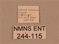 棕綠背線天蛾藏品圖，第3張