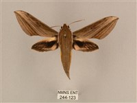 背線天蛾藏品圖，第1張