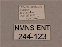 背線天蛾藏品圖，第3張