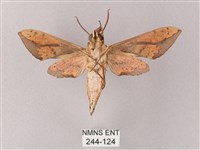 臺灣白肩天蛾藏品圖，第2張