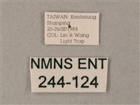 臺灣白肩天蛾藏品圖，第3張