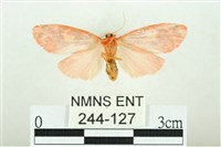 三色豔苔蛾藏品圖，第2張