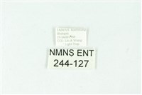 三色豔苔蛾藏品圖，第3張