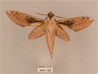 背線天蛾藏品圖，第2張