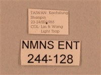 背線天蛾藏品圖，第3張