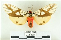 乳白斑燈蛾藏品圖，第1張