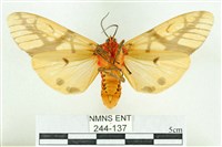 乳白斑燈蛾藏品圖，第2張