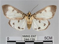 長斑擬燈蛾藏品圖，第1張