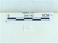 粉蝶燈蛾藏品圖，第3張