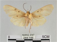 橙擬燈蛾藏品圖，第2張