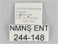 橙擬燈蛾藏品圖，第3張