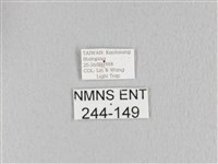 緣斑枯葉蛾藏品圖，第3張