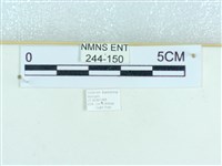粉蝶燈蛾藏品圖，第3張