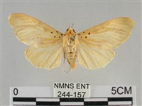 橙擬燈蛾藏品圖，第1張