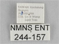 橙擬燈蛾藏品圖，第3張